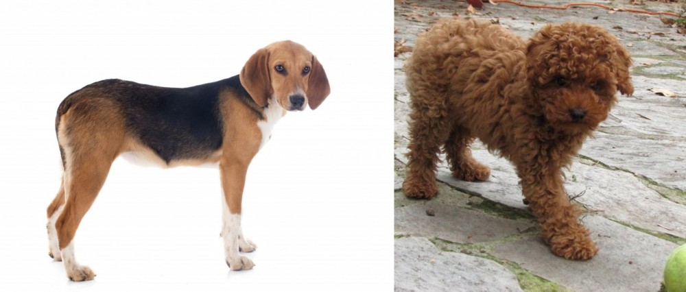 Toy Poodle vs Beagle-Harrier - Breed Comparison