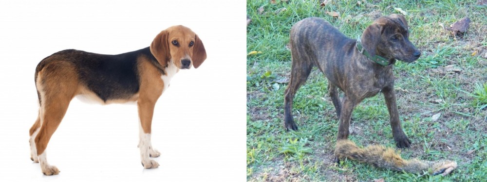 Treeing Cur vs Beagle-Harrier - Breed Comparison