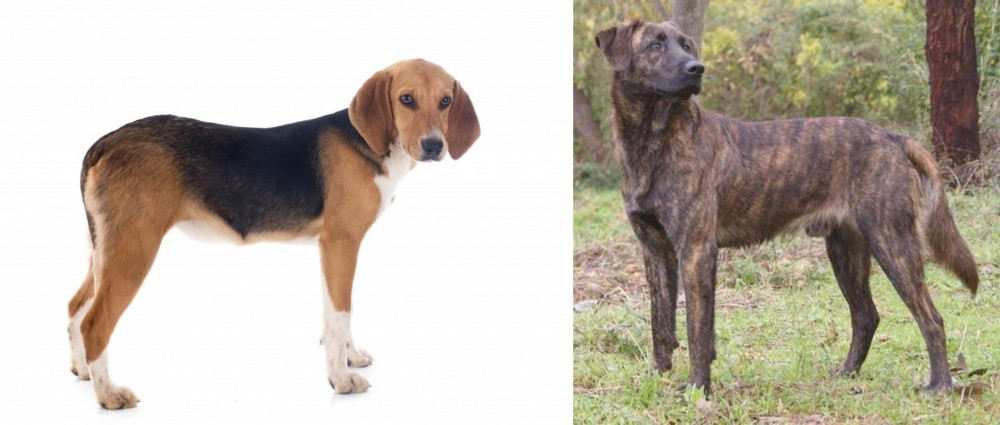 Treeing Tennessee Brindle vs Beagle-Harrier - Breed Comparison