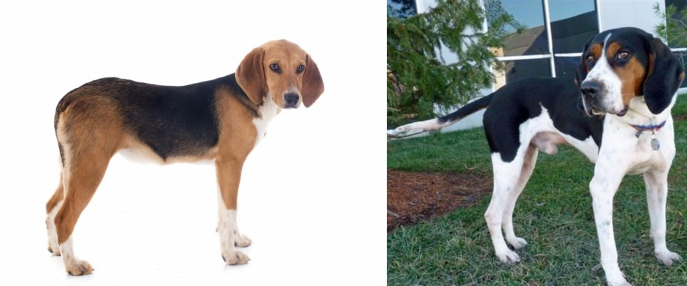 Treeing Walker Coonhound vs Beagle-Harrier - Breed Comparison