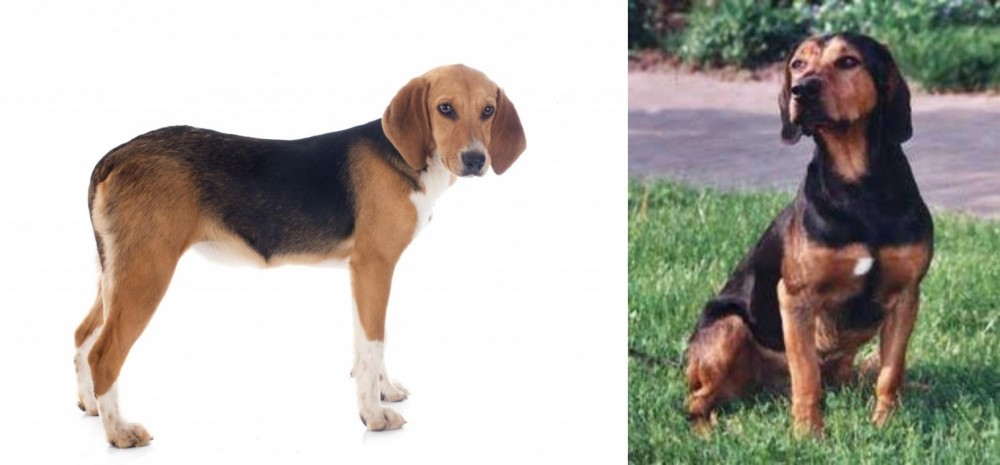 Tyrolean Hound vs Beagle-Harrier - Breed Comparison