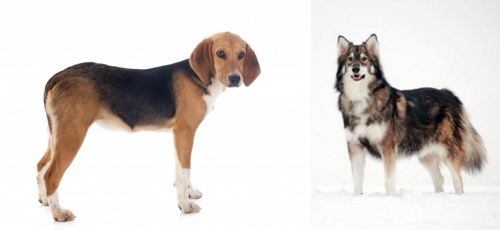 Utonagan vs Beagle-Harrier - Breed Comparison