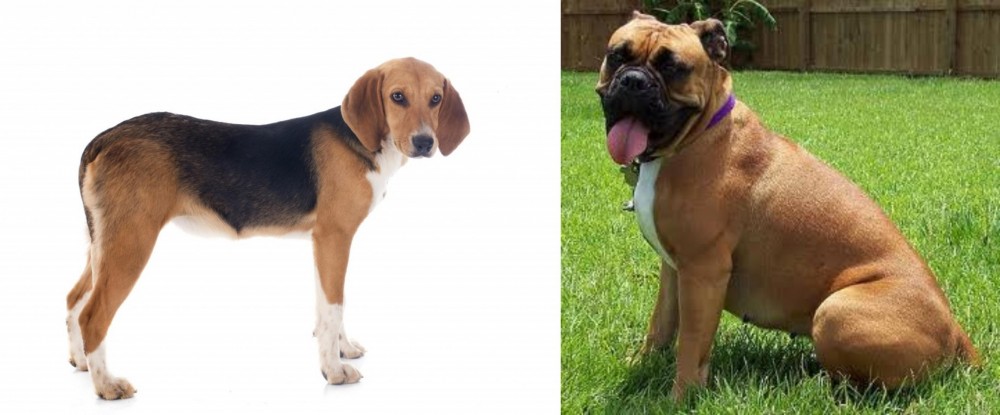 Valley Bulldog vs Beagle-Harrier - Breed Comparison