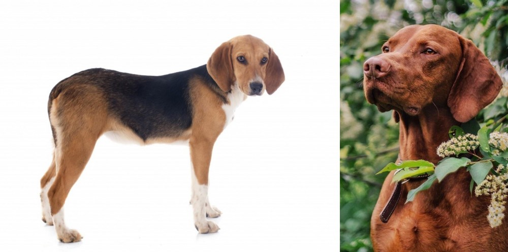 Vizsla vs Beagle-Harrier - Breed Comparison