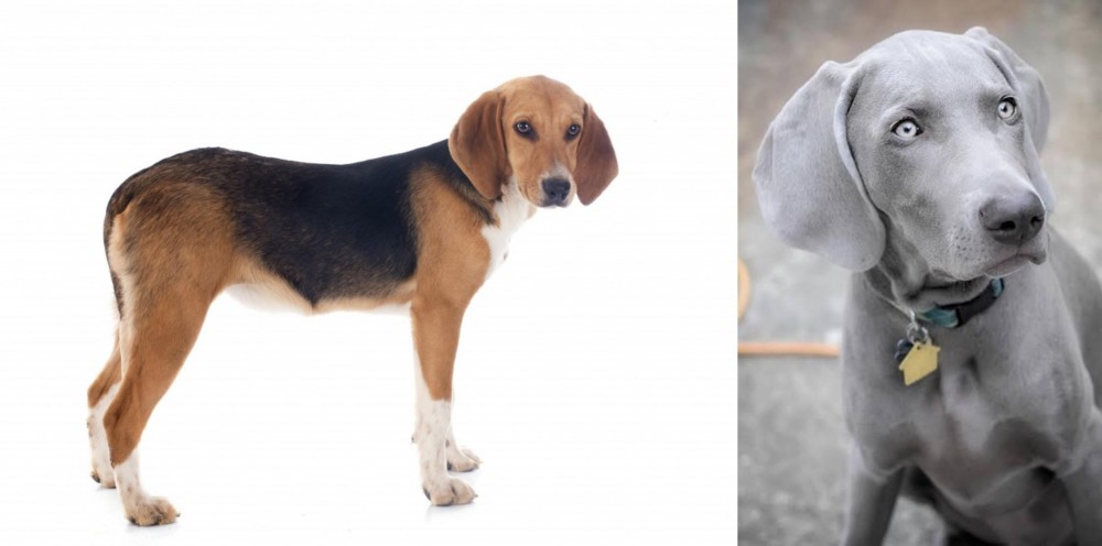 Weimaraner vs Beagle-Harrier - Breed Comparison