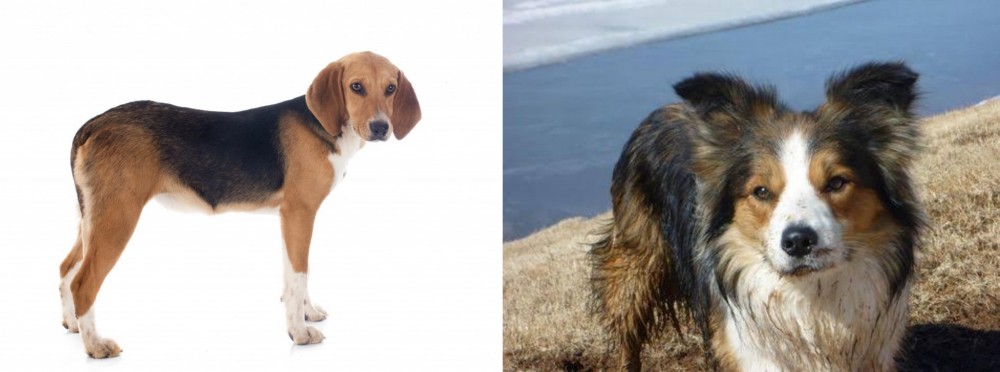 Welsh Sheepdog vs Beagle-Harrier - Breed Comparison