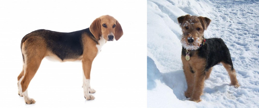 Welsh Terrier vs Beagle-Harrier - Breed Comparison