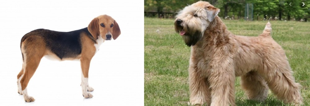 Wheaten Terrier vs Beagle-Harrier - Breed Comparison