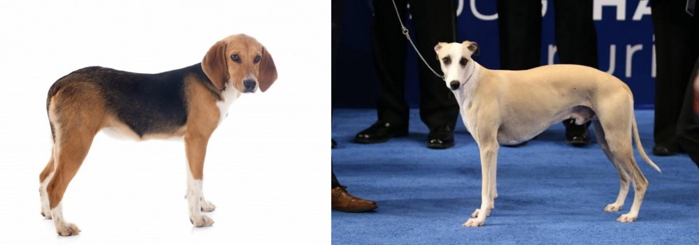 Whippet vs Beagle-Harrier - Breed Comparison