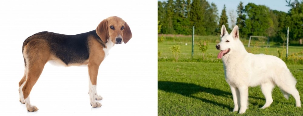 White Shepherd vs Beagle-Harrier - Breed Comparison