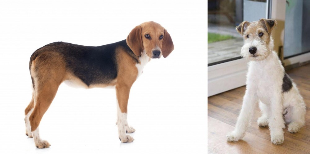 Wire Fox Terrier vs Beagle-Harrier - Breed Comparison