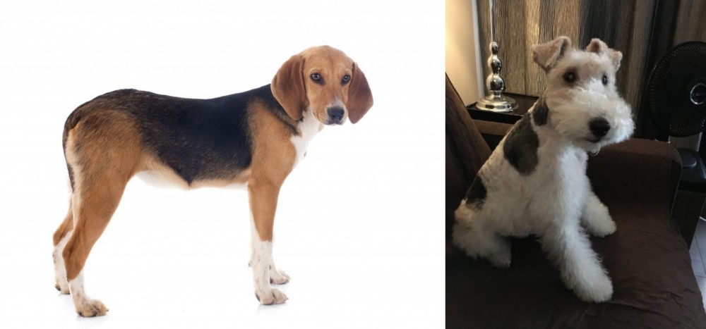 Wire Haired Fox Terrier vs Beagle-Harrier - Breed Comparison