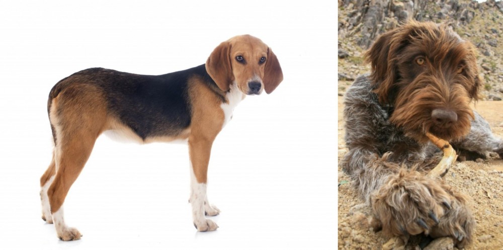 Wirehaired Pointing Griffon vs Beagle-Harrier - Breed Comparison