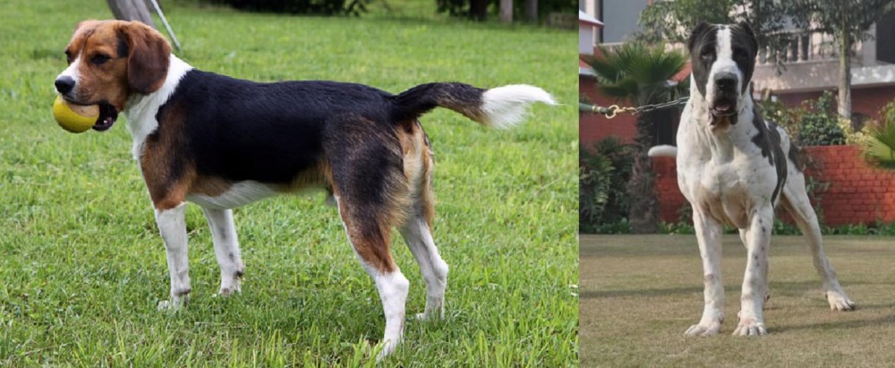 Alangu Mastiff vs Beaglier - Breed Comparison