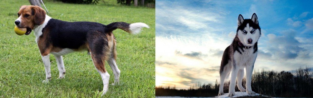 Alaskan Husky vs Beaglier - Breed Comparison