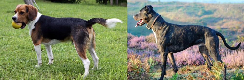 Alaunt vs Beaglier - Breed Comparison