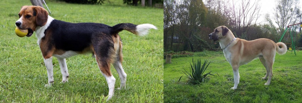 Anatolian Shepherd vs Beaglier - Breed Comparison