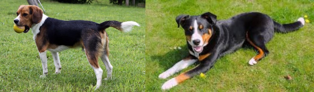 Appenzell Mountain Dog vs Beaglier - Breed Comparison