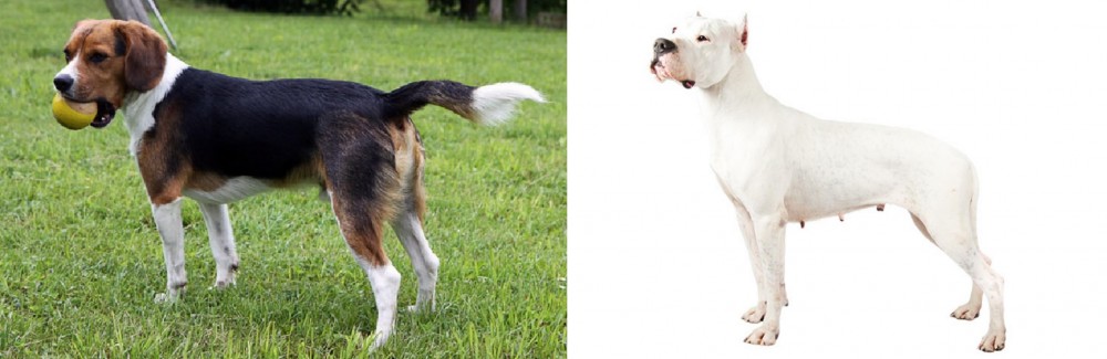 Argentine Dogo vs Beaglier - Breed Comparison