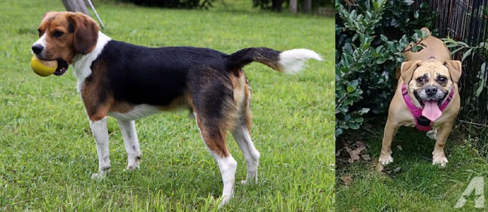 Beabull vs Beaglier - Breed Comparison