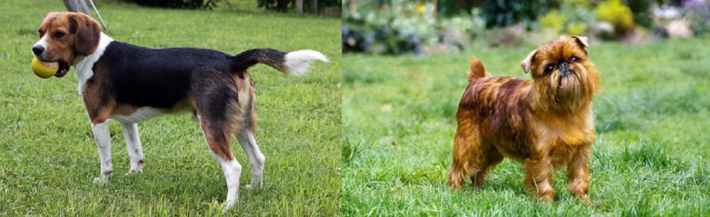 Belgian Griffon vs Beaglier - Breed Comparison