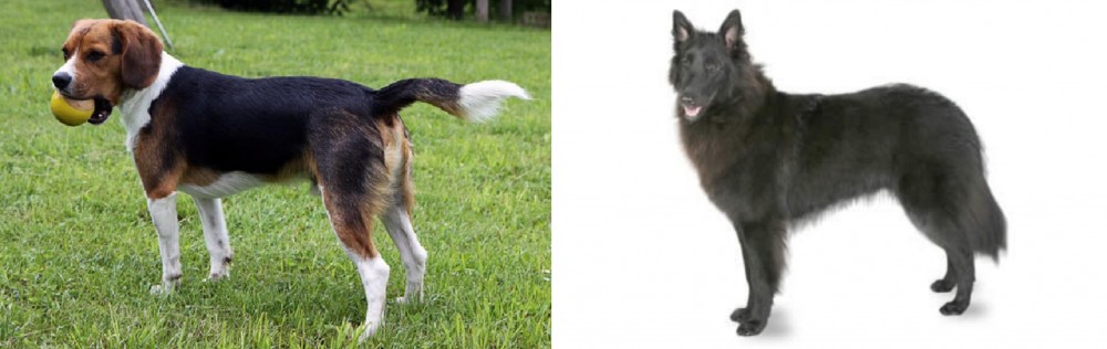 Belgian Shepherd vs Beaglier - Breed Comparison