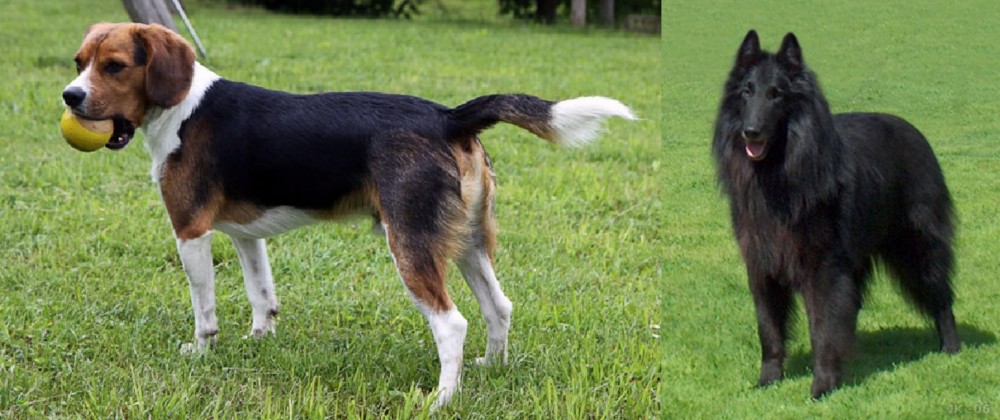 Belgian Shepherd Dog (Groenendael) vs Beaglier - Breed Comparison