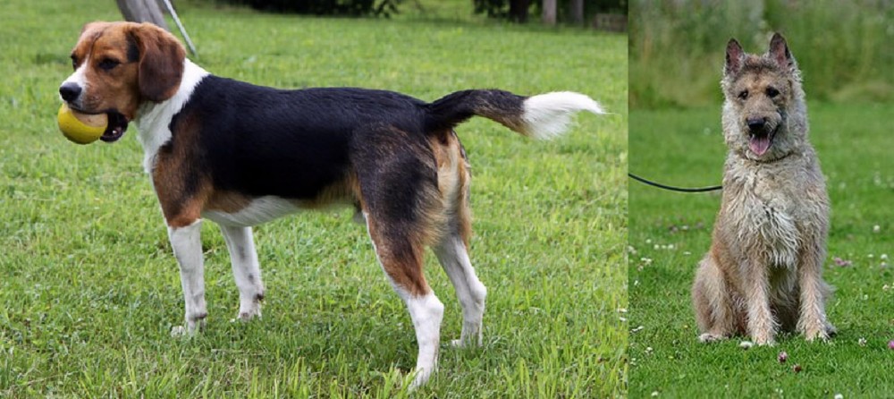 Belgian Shepherd Dog (Laekenois) vs Beaglier - Breed Comparison