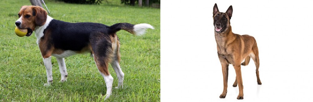 Belgian Shepherd Dog (Malinois) vs Beaglier - Breed Comparison