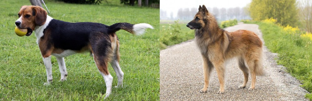 Belgian Shepherd Dog (Tervuren) vs Beaglier - Breed Comparison