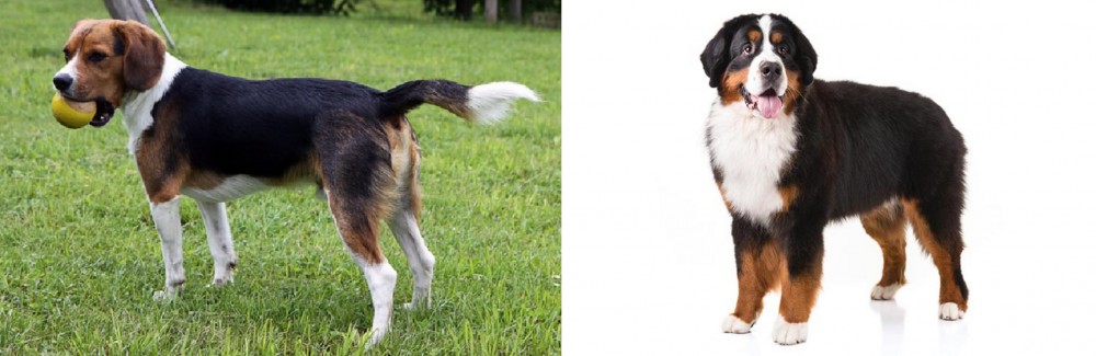 Bernese Mountain Dog vs Beaglier - Breed Comparison