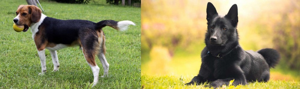 Black Norwegian Elkhound vs Beaglier - Breed Comparison