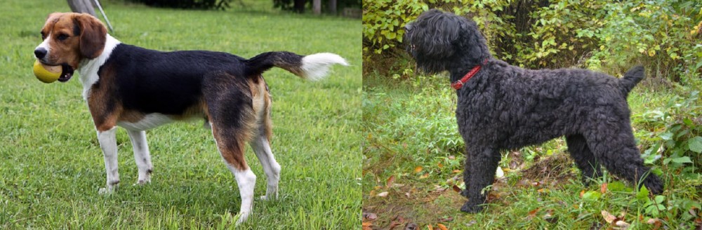Black Russian Terrier vs Beaglier - Breed Comparison