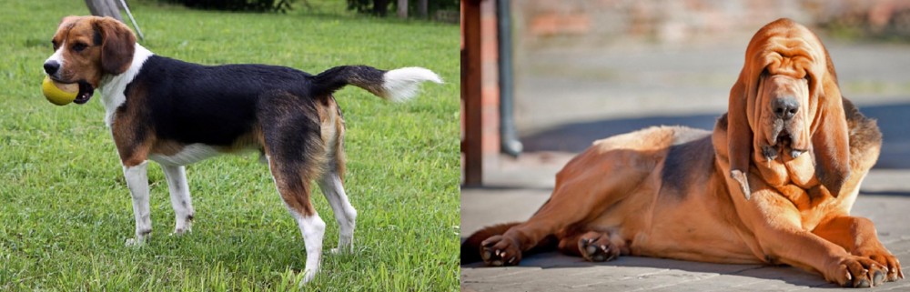 Bloodhound vs Beaglier - Breed Comparison