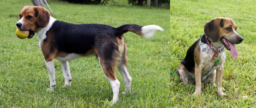 Bluetick Beagle vs Beaglier - Breed Comparison