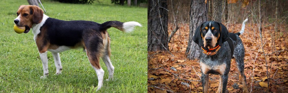 Bluetick Coonhound vs Beaglier - Breed Comparison