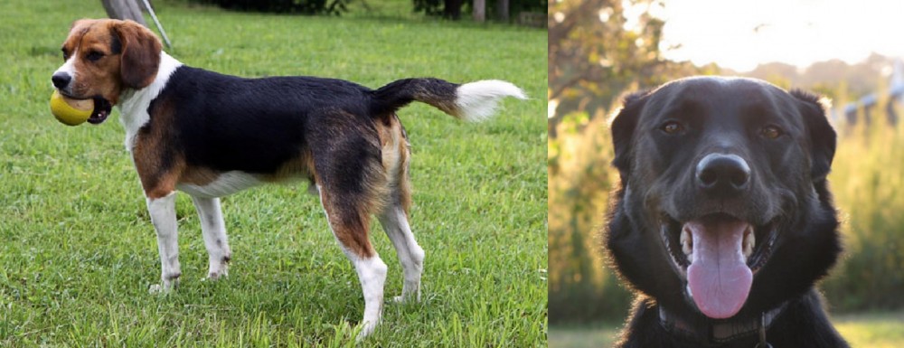 Borador vs Beaglier - Breed Comparison