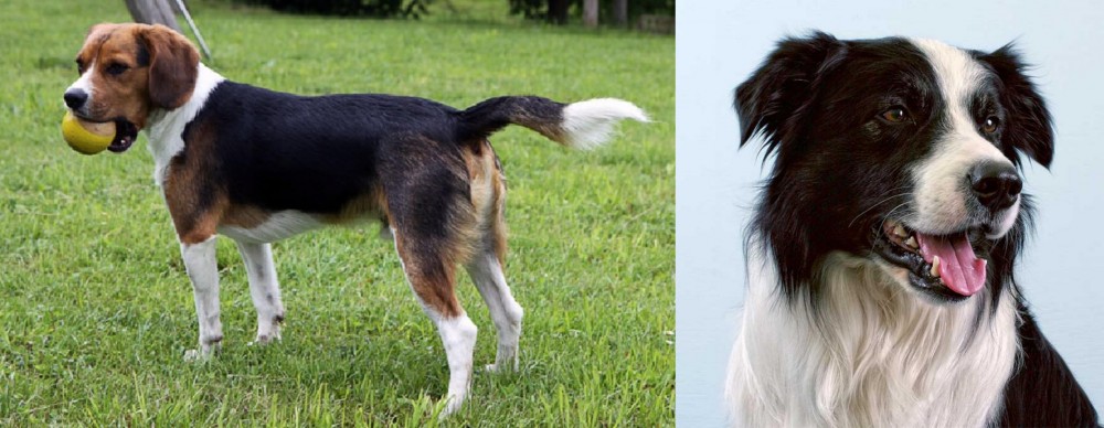 Border Collie vs Beaglier - Breed Comparison