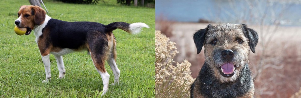 Border Terrier vs Beaglier - Breed Comparison
