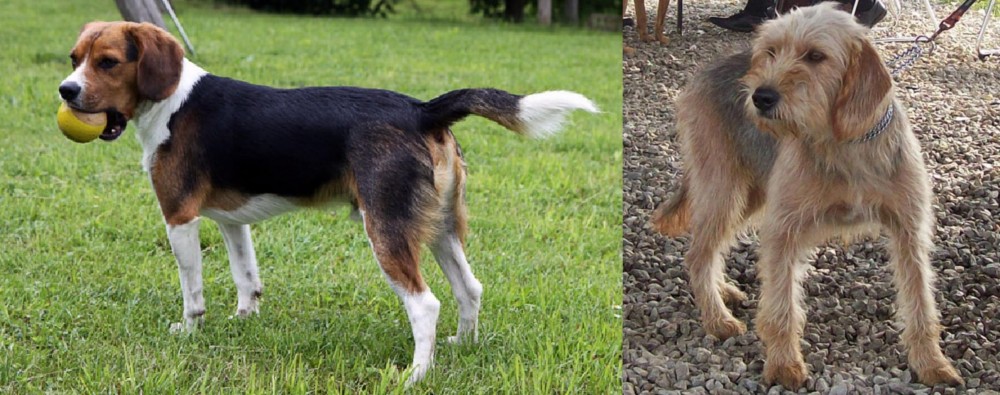 Bosnian Coarse-Haired Hound vs Beaglier - Breed Comparison