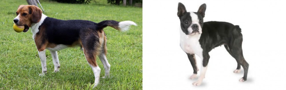 Boston Terrier vs Beaglier - Breed Comparison