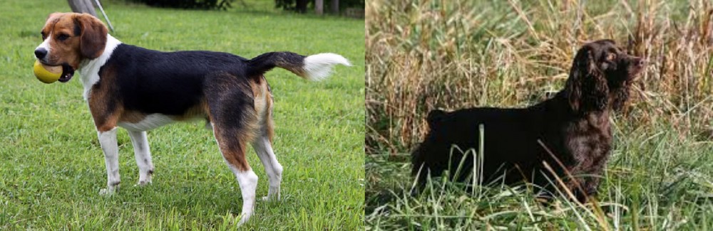 Boykin Spaniel vs Beaglier - Breed Comparison
