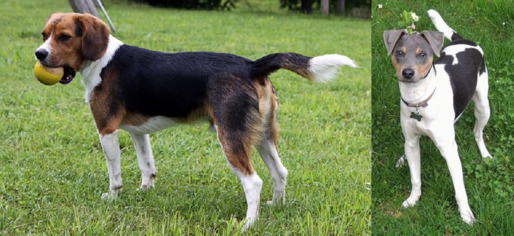Brazilian Terrier vs Beaglier - Breed Comparison