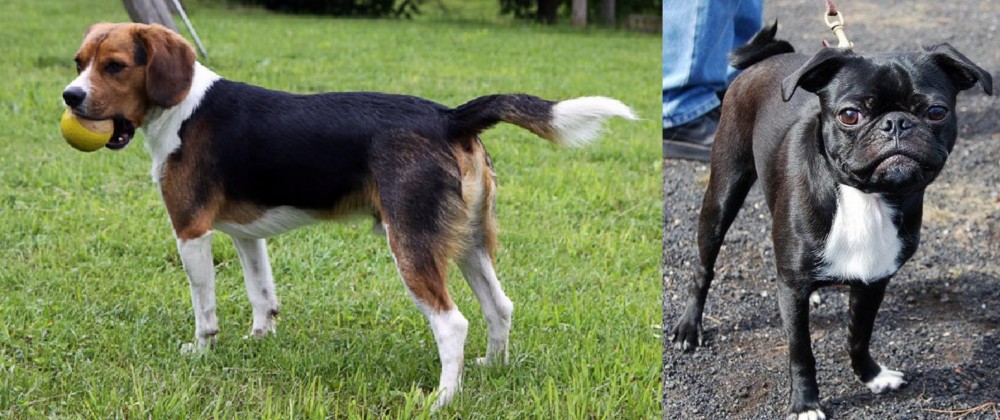 Bugg vs Beaglier - Breed Comparison