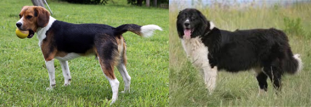 Bulgarian Shepherd vs Beaglier - Breed Comparison