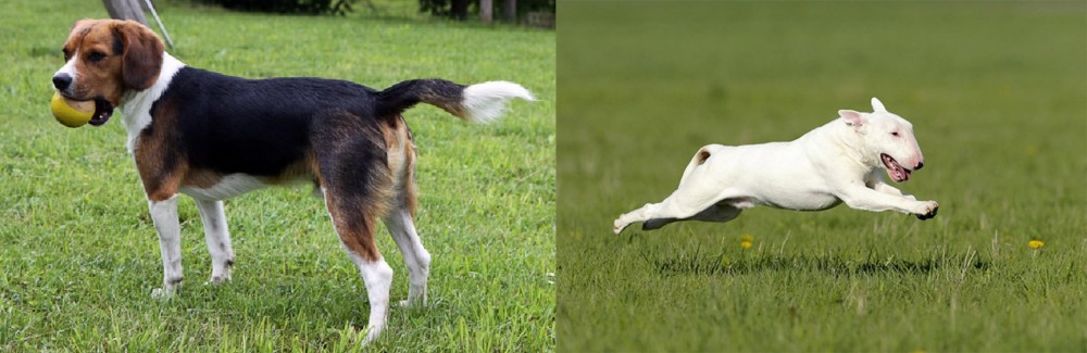 Bull Terrier vs Beaglier - Breed Comparison