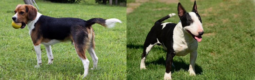 Bull Terrier Miniature vs Beaglier - Breed Comparison