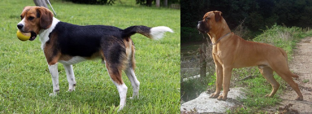 Bullmastiff vs Beaglier - Breed Comparison