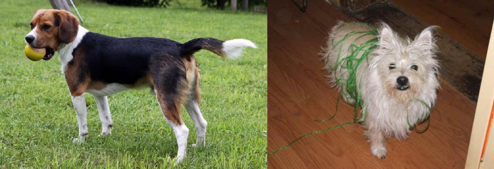 Cairland Terrier vs Beaglier - Breed Comparison