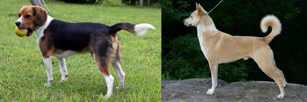 Canaan Dog vs Beaglier - Breed Comparison
